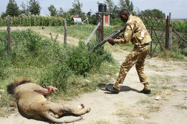 Kenia - animales - ecología - urbanismo - preservación