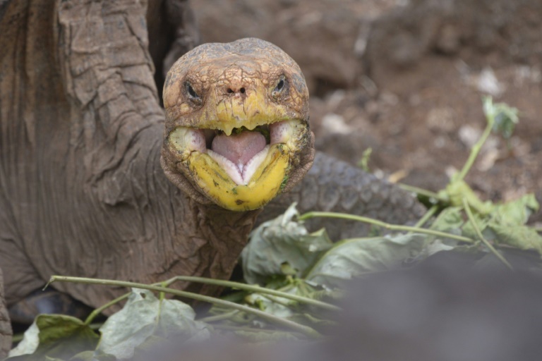 Ecuador - Galpagos - animales - medioambiente - zoologa - tortugas
