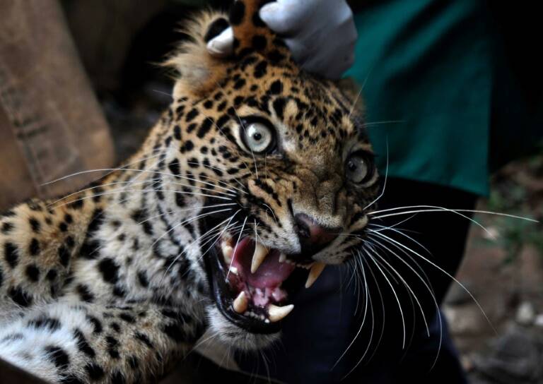 Bolivia,animales,sociedad,justicia,Facebook,internet