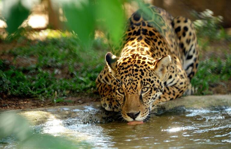 medioambiente,Oly,animales,2016,insólita,Brasil