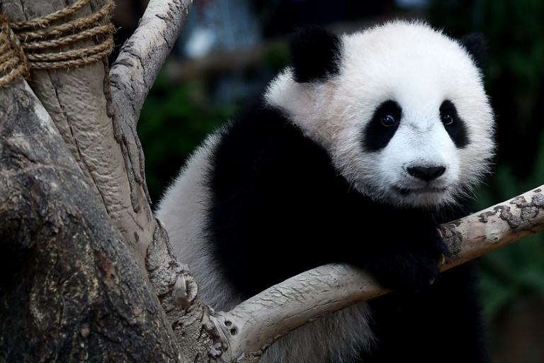China - animales - panda - medioambiente