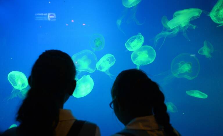 Brasil - natación - medusas