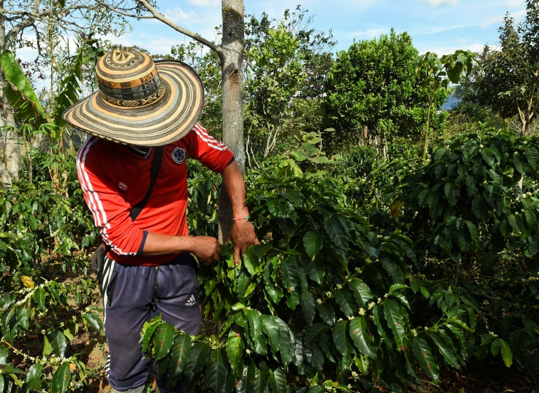 Colombia,cultivos,caf,exportaciones