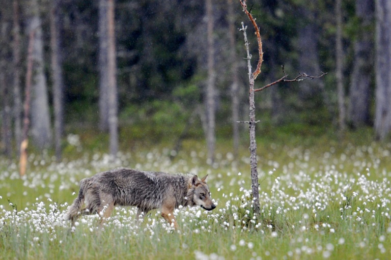 Finlandia,caza,animales,medioambiente,naturaleza