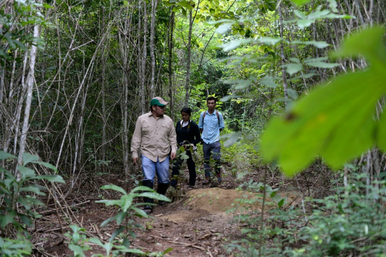 Guatemala - medioambiente - bosques - preservacin