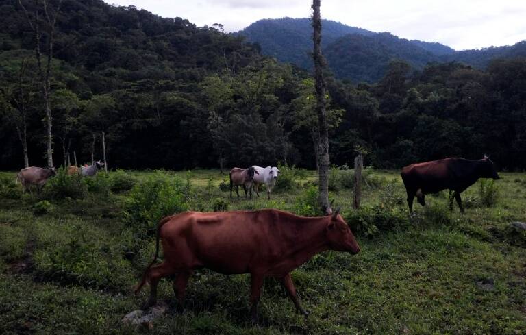 Venezuela - economía - agricultura - empresas