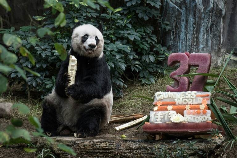 HongKong - animales - sociedad - medioambiente - China