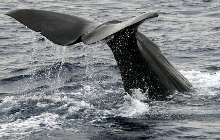 Chile,animales,muerte,océanos,ballenas