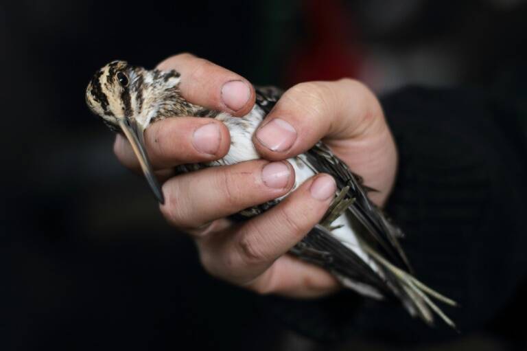 clima,medioambiente,COP21,Polonia,animales,preservación