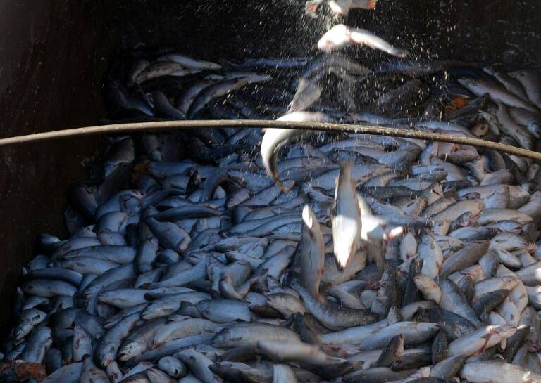 Chile - pesca - acuicultura - medioambiente - farmacéutica