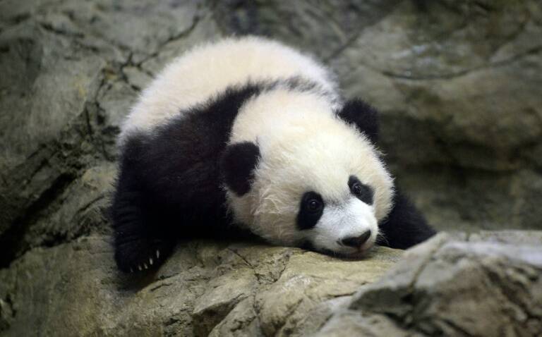 EEUU - China - animales - Turismo