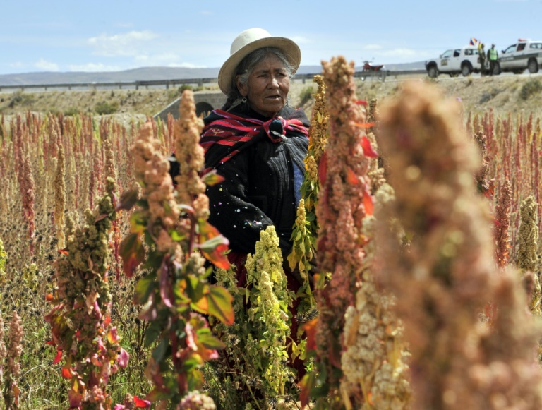 Bolivia - Per - agricultura - cultivos - quinua