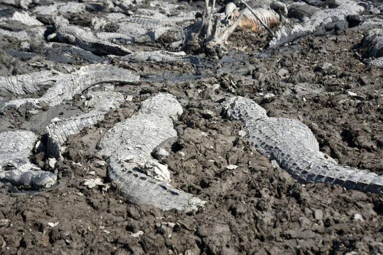 Paraguay - Argentina - Bolivia - animales - sequía - medioambiente - ríos