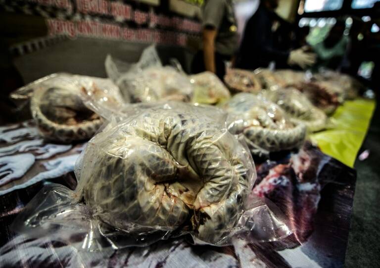 Indonesia - animales - preservación - criminalidad