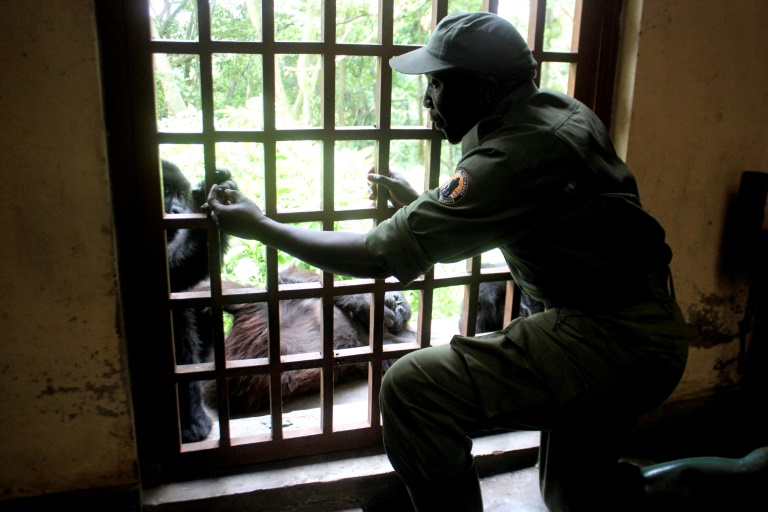 RDCongo - animales - medioambiente - rebelin
