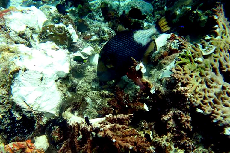 Indonesia - medioambiente - turismo - coral
