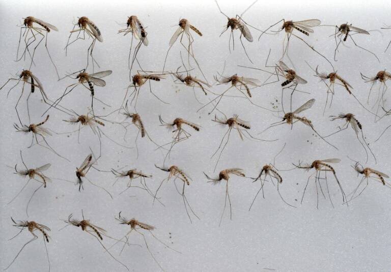 Brasil - salud - epidemia - virus - zika
