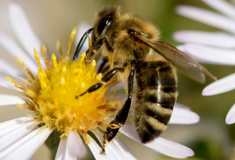 Francia,medioambiente,abejas,qumica,agricultura,salud