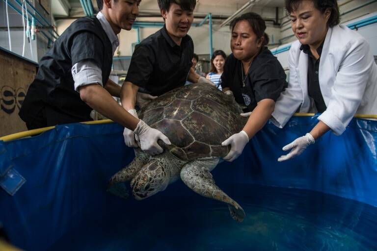 Tailandia - animales - insólito