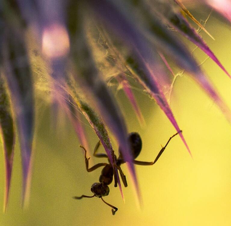 biología,EEUU,zoología,entomología,ciencias