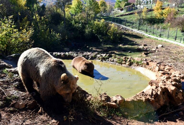 Croacia,animales