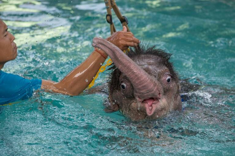 animales - medioambiente - insólito - Tailandia