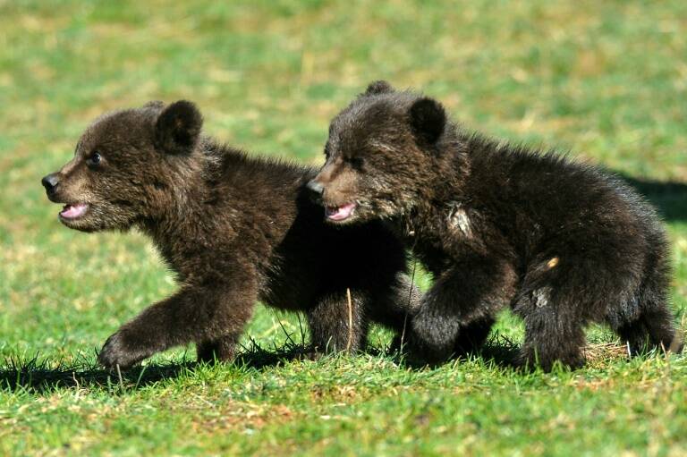 Montenegro - animales - medioambiente - naturaleza - caza