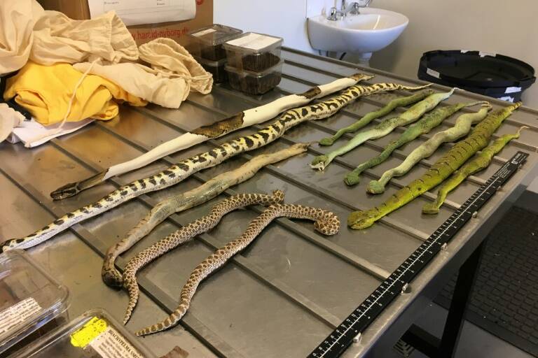 Australia,animal,snakes,spiders,customs