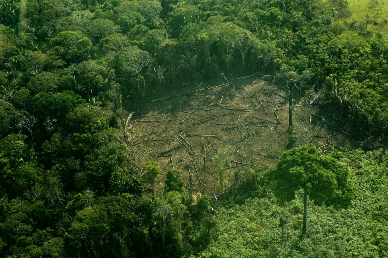 COP23 - Brasil - bosques - medioambiente - clima
