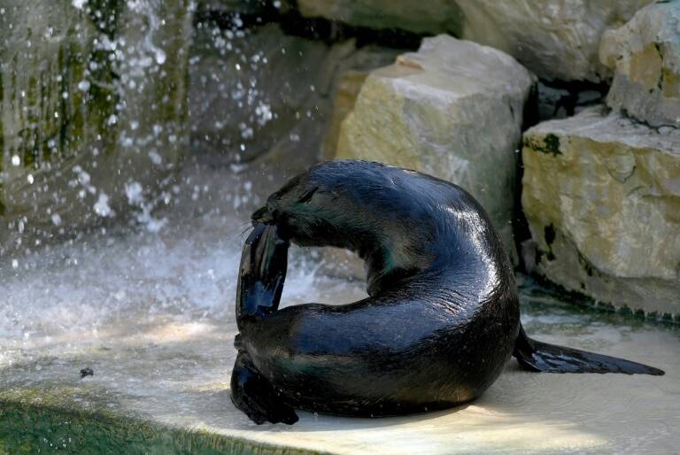 Canadá - animales - naturaleza - ocio - insólito
