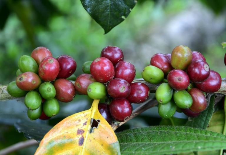 CostaRica,clima,caf,agricultura