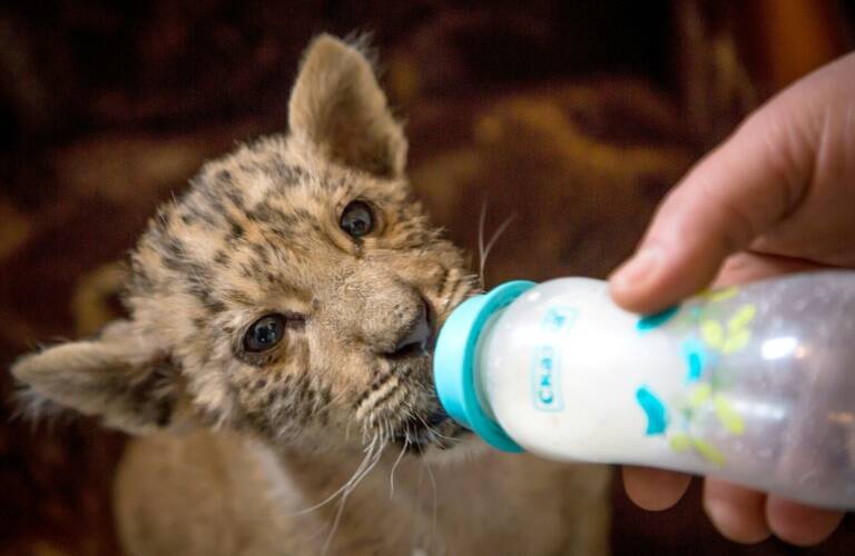 Rusia,animales