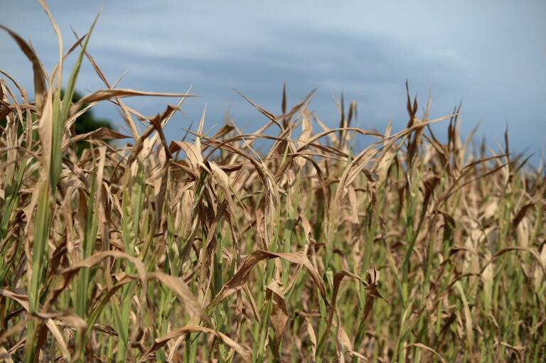 EEUU, materias, primas, agricultura, comercio, cierre