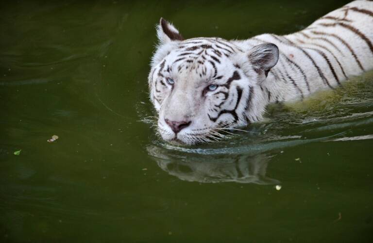 India - animal - tiger - zoo - attack