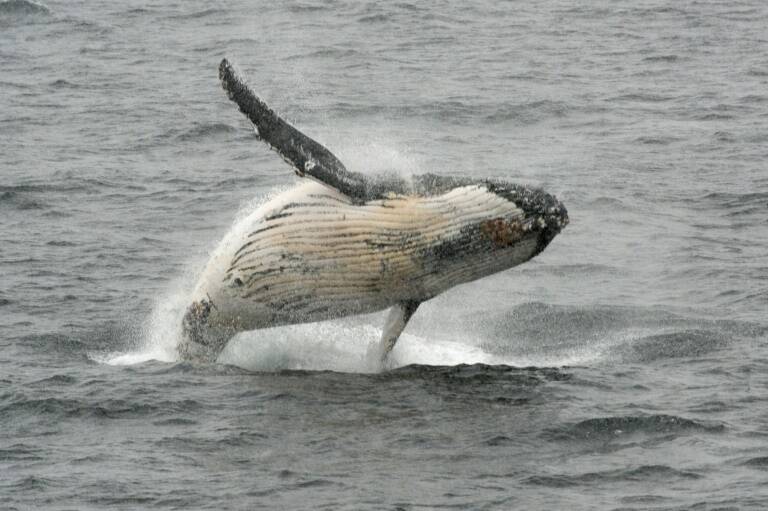 EEUU - animales - océanos - medioambiente - zoología - ciencia