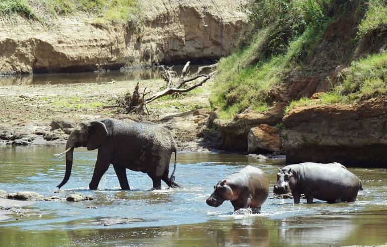 animales - medioambiente - criminalidad - ONG