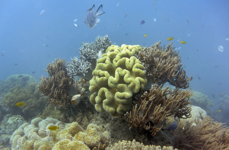Environment - US - research - oceans - Panama