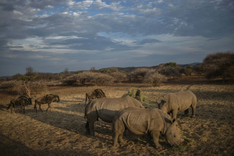Sudfrica - animales - crimen - organizado - medioambiente