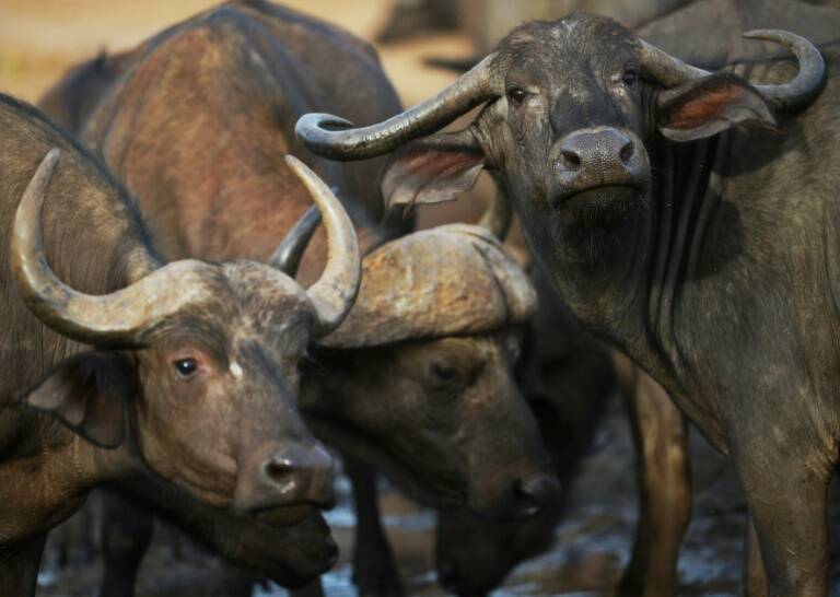 Tailandia - autismo - animales