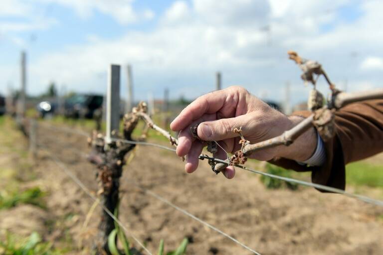 Francia - clima - medioambiente - gastronoma - vino