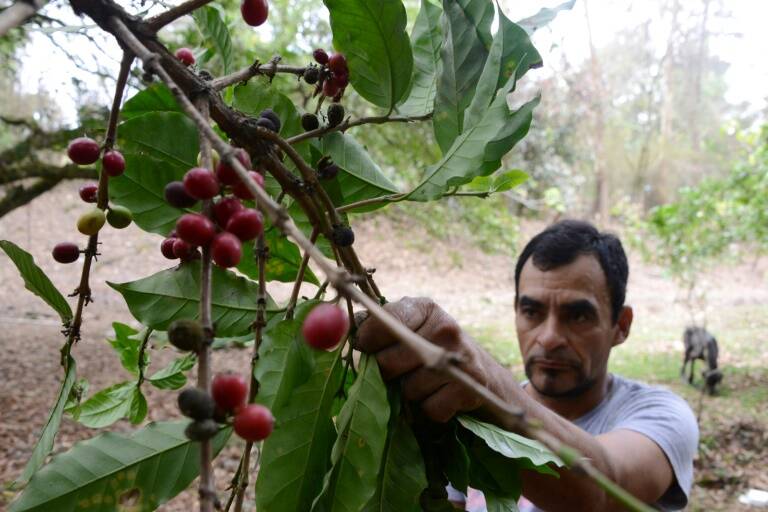 Honduras - economía - agricultura - café
