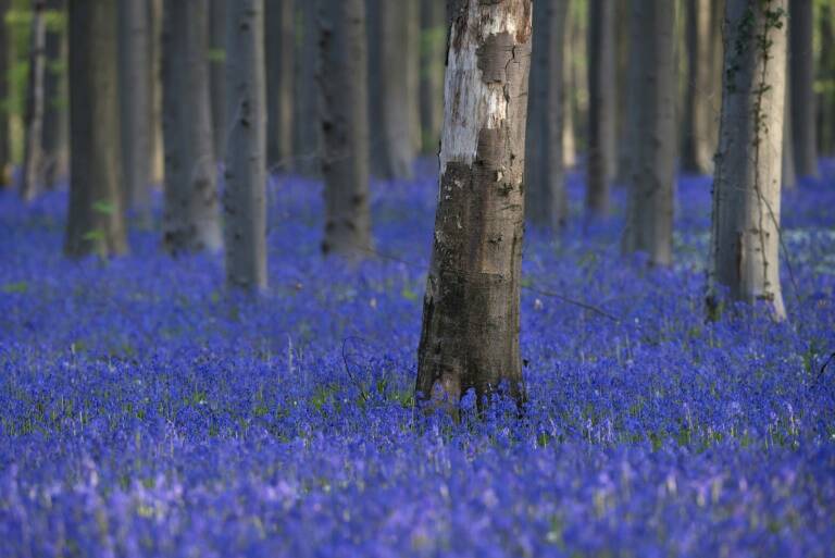 Bélgica - bosques - turismo - medioambiente