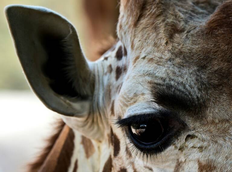EEUU - animales - sociedad