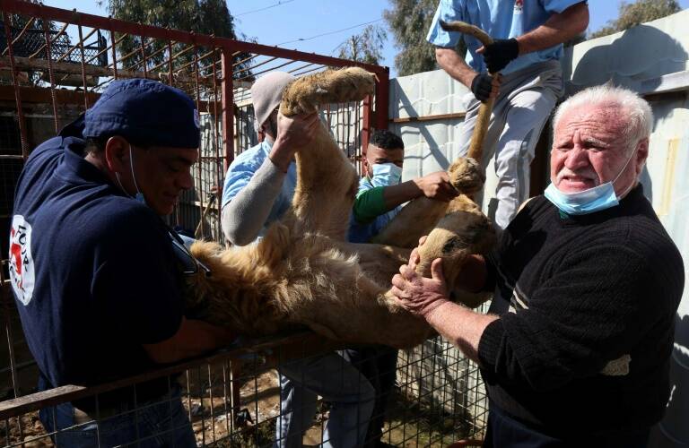 Irak,conflicto,yihadistas,animales