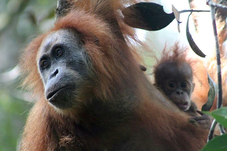 EEUU - Indonesia - zoologa - animales - ciencias