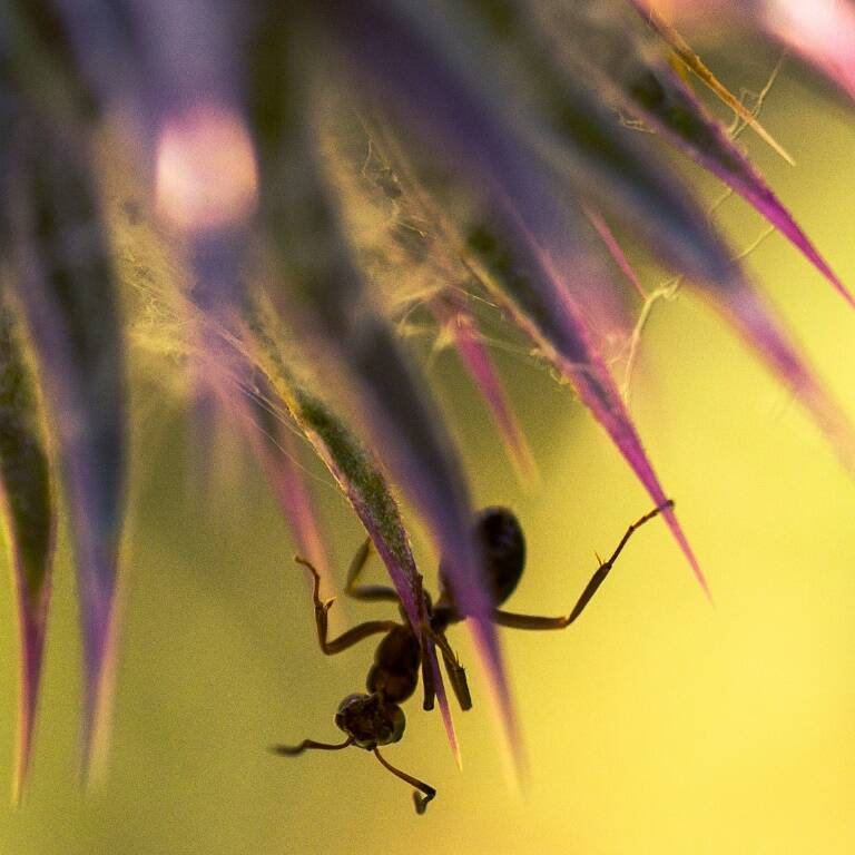 EEUU - animales - zoologa - ciencia - entomologa