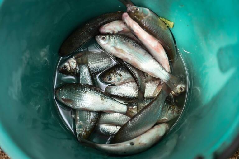 Perú - China - alimentos - pescado - salud - comercio