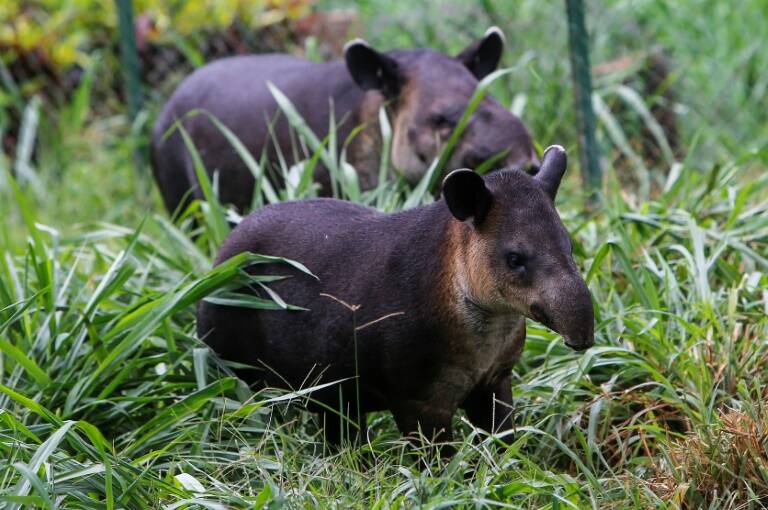 Nicaragua - Centroam - animales - medioambiente