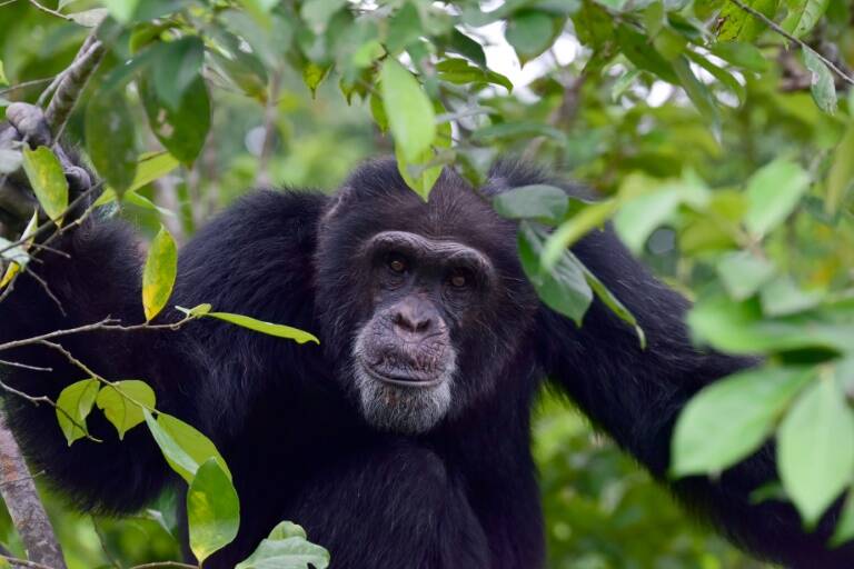 UN - Philippines - environment - nature - animal