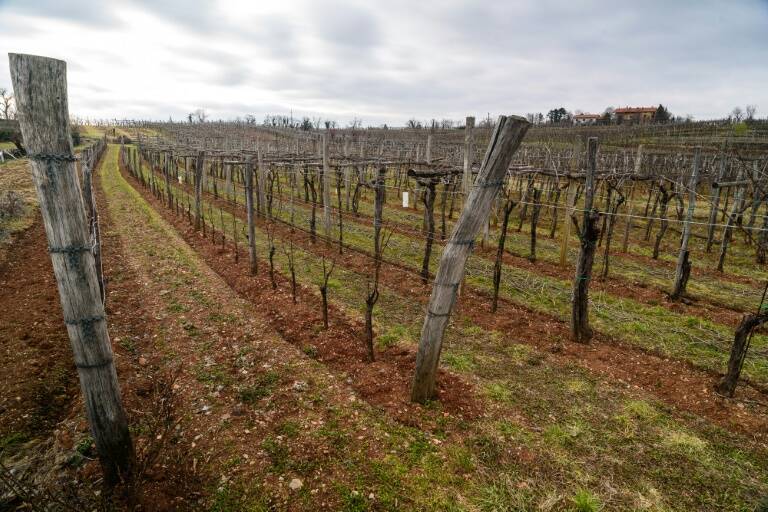 Croacia - Eslovenia - vinicultura - fronteras - diplomacia - política - patrimonio - gastronomía - justicia